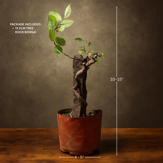 Elm Bonsai with Rock Formation - Unique Natural Rock Design, Hardy and Resilient, Symbol of Longevity & Good Fortune, Easy to Care for Indoor/Outdoor Decoration for Home, Office, Tea Room,10-15 inches Tall (Pot Not Included)