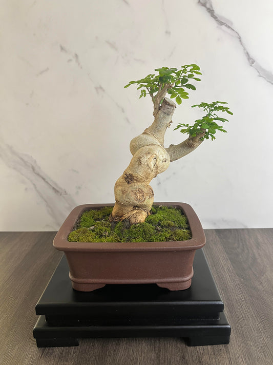 Ash Bonsai Old Stump – 10-Year-Old Mini Bonsai with Thick Trunk, Seasonal Foliage Colors, Unique Shape, and Cultural Symbolism – Indoor Potted Plant for Home or Office