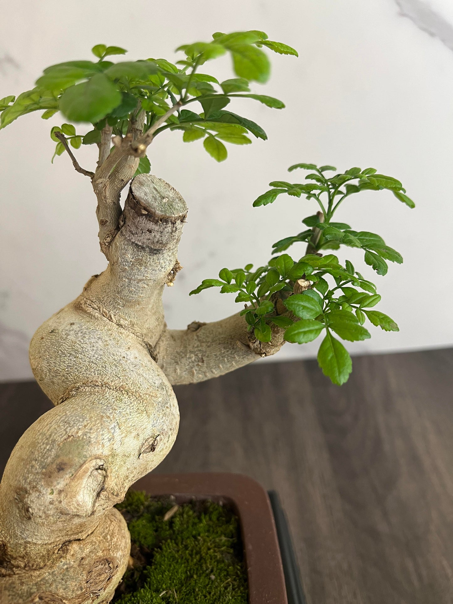 Ash Bonsai Old Stump – 10-Year-Old Mini Bonsai with Thick Trunk, Seasonal Foliage Colors, Unique Shape, and Cultural Symbolism – Indoor Potted Plant for Home or Office