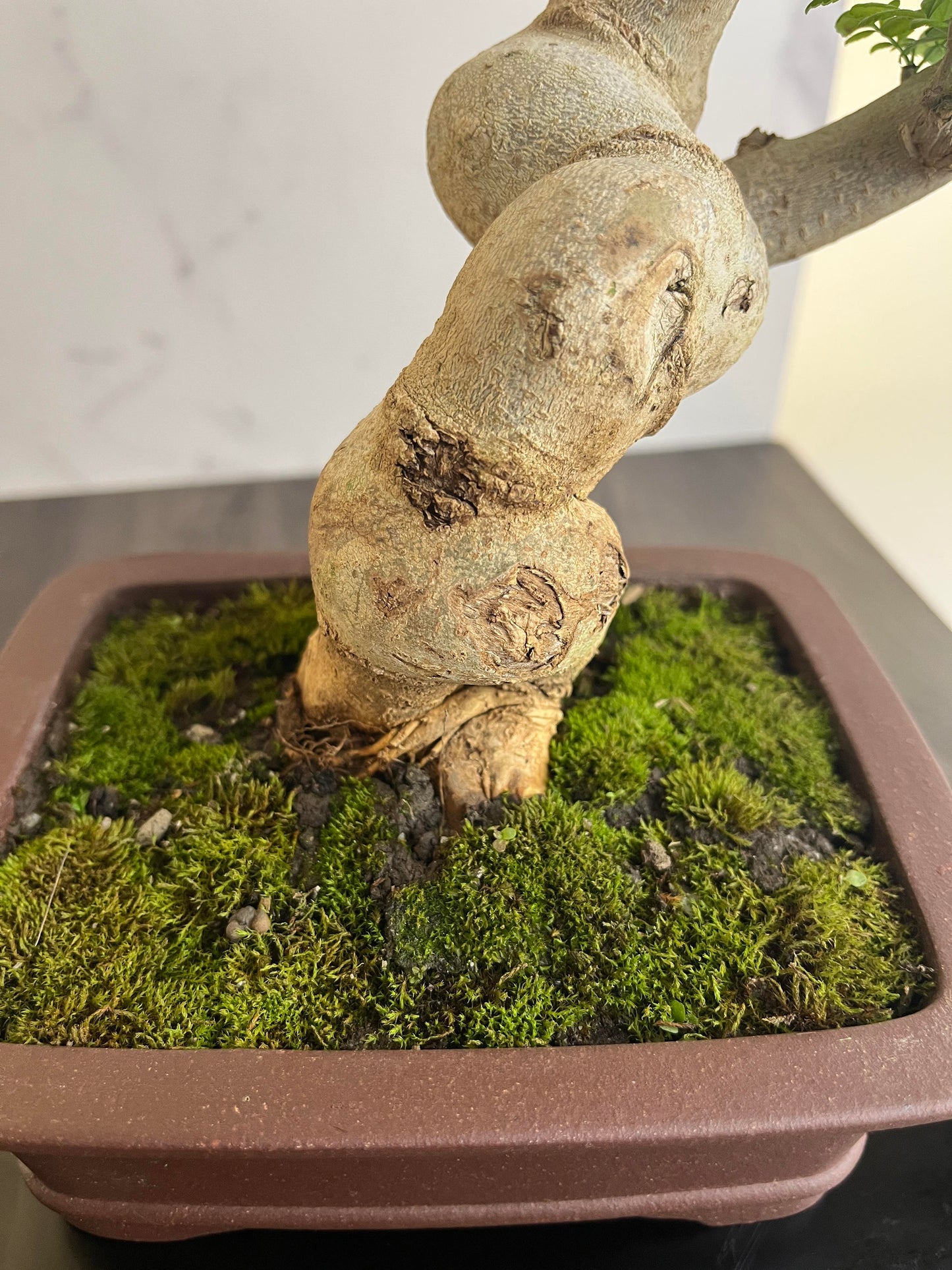 Ash Bonsai Old Stump – 10-Year-Old Mini Bonsai with Thick Trunk, Seasonal Foliage Colors, Unique Shape, and Cultural Symbolism – Indoor Potted Plant for Home or Office