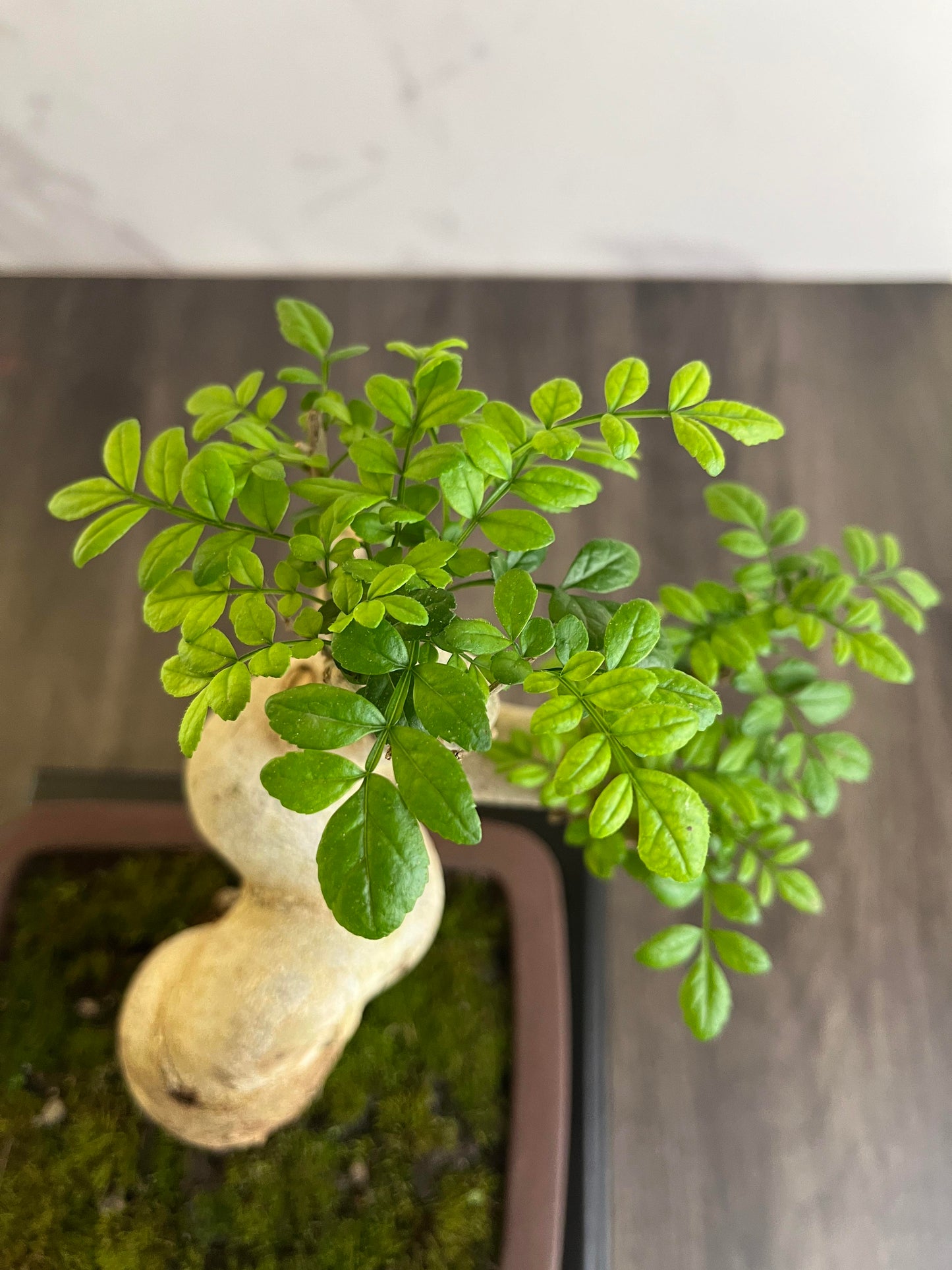 Ash Bonsai Old Stump – 10-Year-Old Mini Bonsai with Thick Trunk, Seasonal Foliage Colors, Unique Shape, and Cultural Symbolism – Indoor Potted Plant for Home or Office
