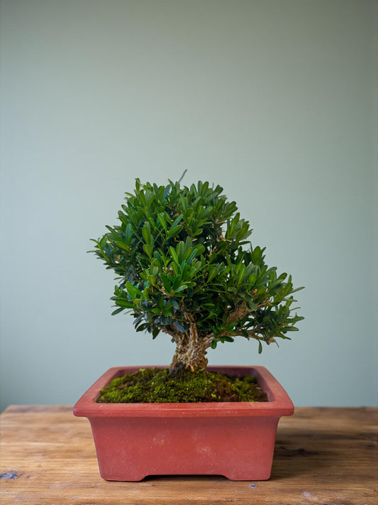 Mini Christmas Tree Bonsai – Japanese Boxwood (Buxus microphylla); A Holiday Gift That Grows, From Time in Pot’s Festive Collection