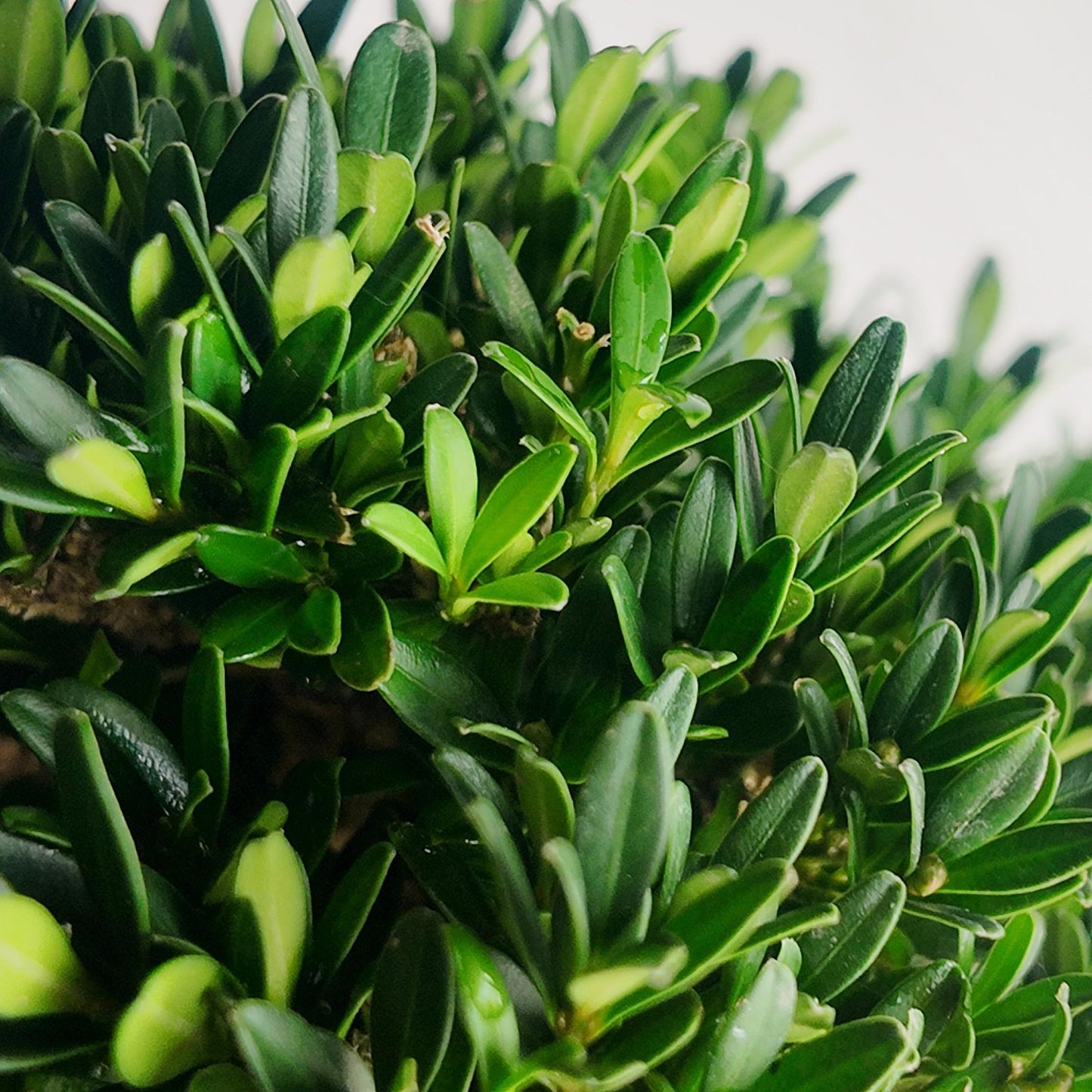 Mini Christmas Tree Bonsai – Japanese Boxwood (Buxus microphylla); A Holiday Gift That Grows, From Time in Pot’s Festive Collection
