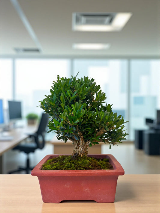 Mini Christmas Tree Bonsai – Japanese Boxwood (Buxus microphylla); A Holiday Gift That Grows, From Time in Pot’s Festive Collection