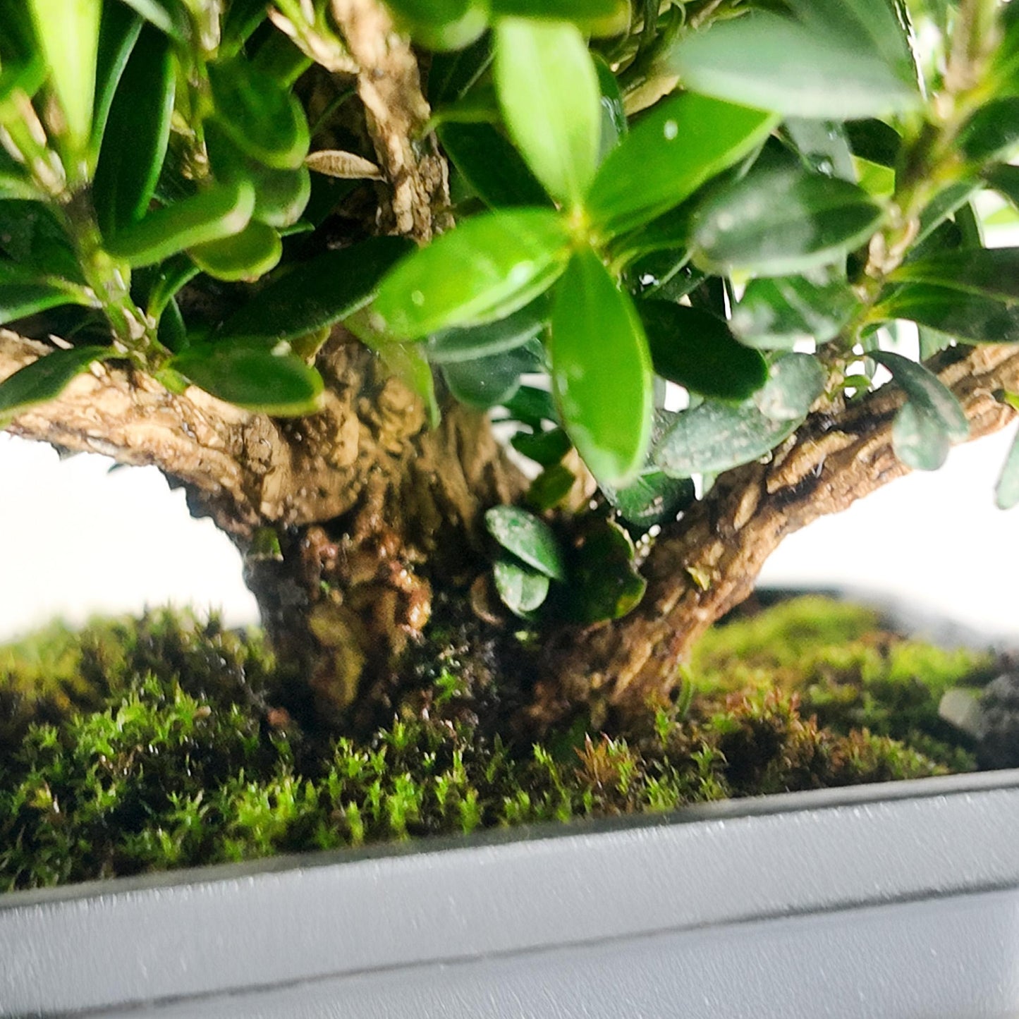 Mini Christmas Tree Bonsai – Japanese Boxwood (Buxus microphylla); A Holiday Gift That Grows, From Time in Pot’s Festive Collection