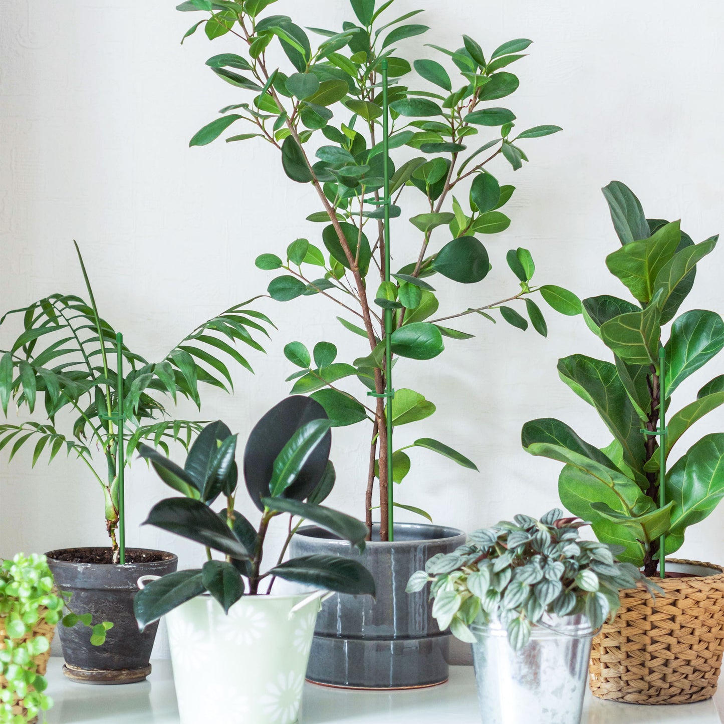 Adjustable Plant Climb Stakes – Durable Fiberglass & Plastic Garden Support,Weather-Resistant, Adjustable Height, Easy Installationfor Tomatoes, Orchids & Climbing Plants