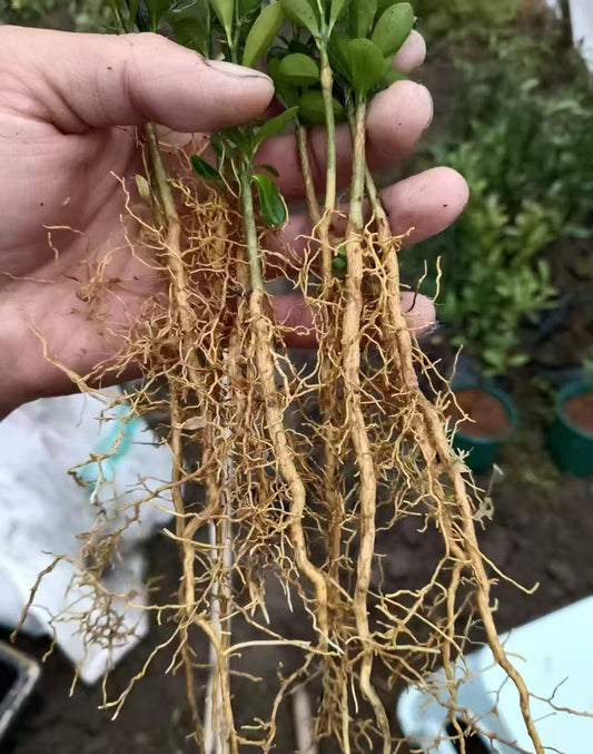 Fortune Bean Seedlings - Evergreen Shrub Bonsai, Golden Yellow Fruits, Long-Lasting Bloom & Fruit Period, Easy Care, Symbol of Wealth & Prosperity, Ideal for Home & Garden Decor (Pot Not Included)