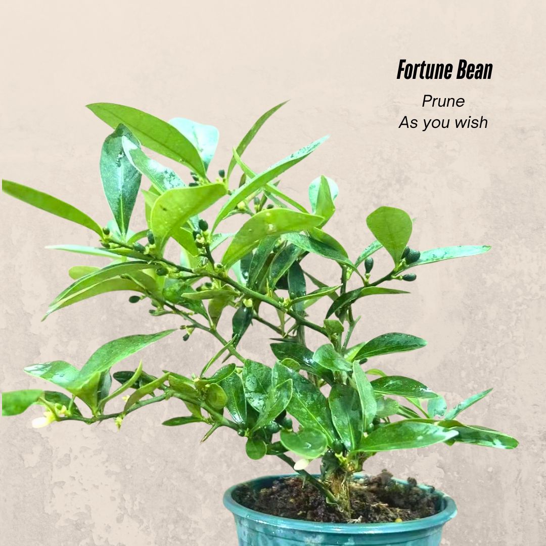 Fortune Bean Seedlings - Evergreen Shrub Bonsai, Golden Yellow Fruits, Long-Lasting Bloom & Fruit Period, Easy Care, Symbol of Wealth & Prosperity, Ideal for Home & Garden Decor (Pot Not Included)