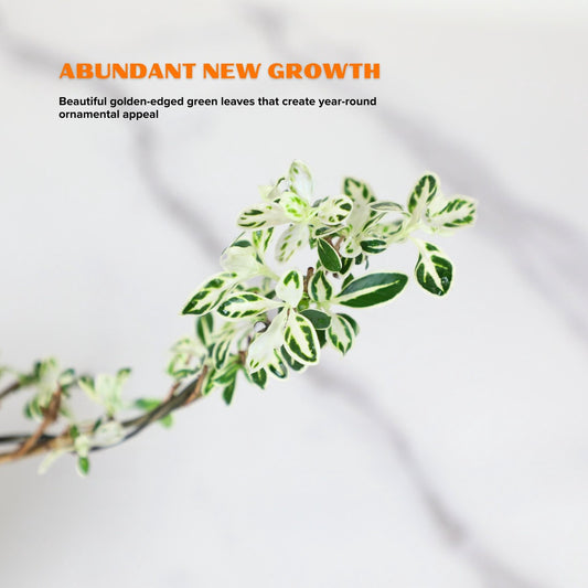 Live Variegated Serissa Bonsai Tree – “Snow in June” Golden-Edged Leaves, Indoor/Outdoor Miniature Plant with Pot, Flowering Snow Rose for Home or Office Decor