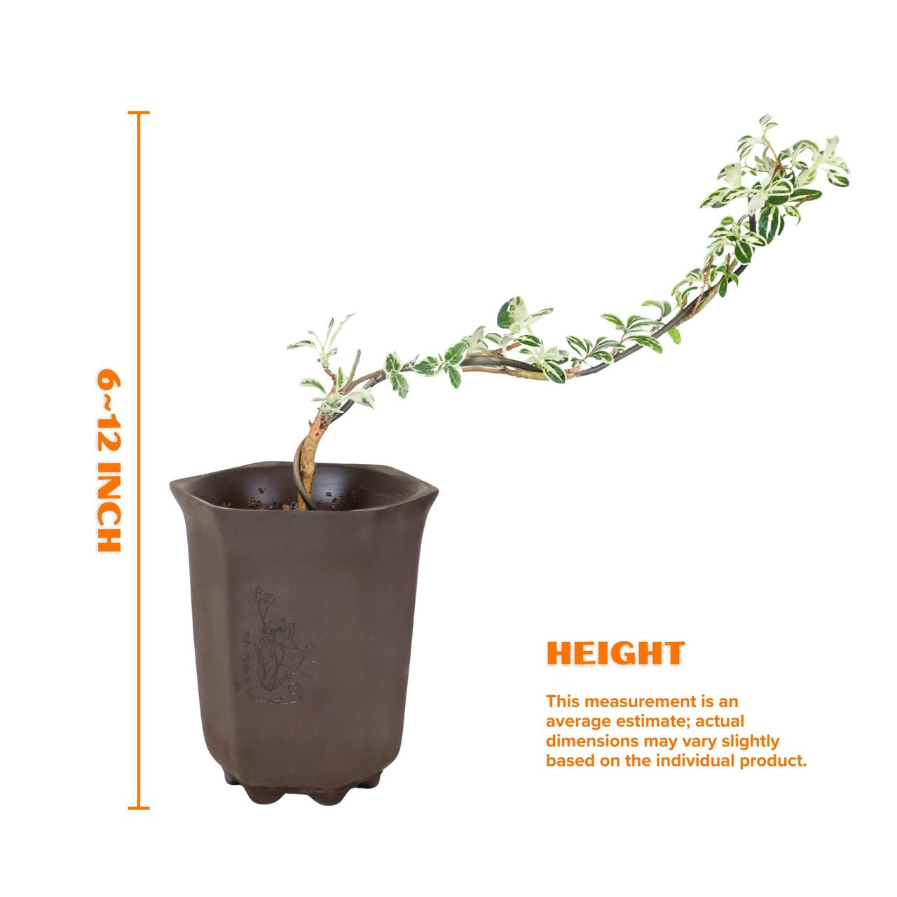 Live Variegated Serissa Bonsai Tree – “Snow in June” Golden-Edged Leaves, Indoor/Outdoor Miniature Plant with Pot, Flowering Snow Rose for Home or Office Decor