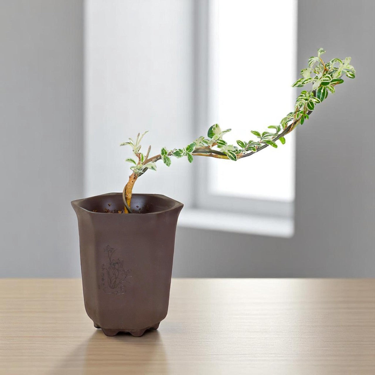 Live Variegated Serissa Bonsai Tree – “Snow in June” Golden-Edged Leaves, Indoor/Outdoor Miniature Plant with Pot, Flowering Snow Rose for Home or Office Decor