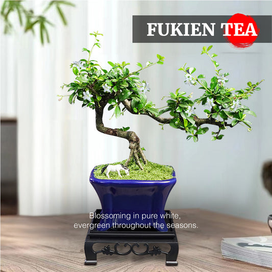 Fukien Tea Bonsai Tree - Elegant Indoor Bonsai Plant with Ceramic Pot, Low Maintenance, Symbol of Health & Longevity, Ideal for Home & Office Decor, 8-12 inches(Pot Included)