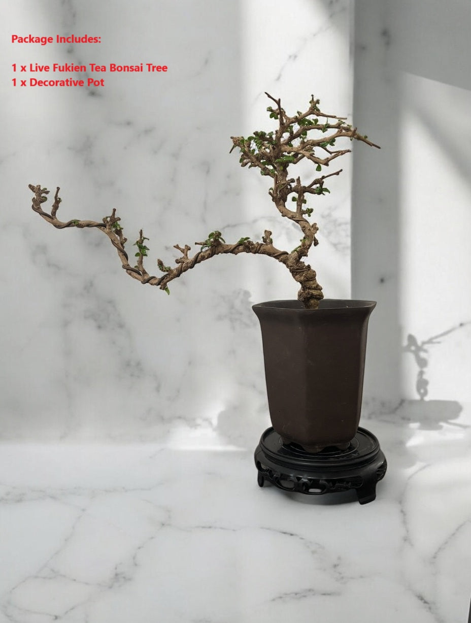 Fukien Tea Bonsai Tree - Elegant Indoor Bonsai Plant with Ceramic Pot, Low Maintenance, Symbol of Health & Longevity, Ideal for Home & Office Decor, 8-12 inches(Pot Included)