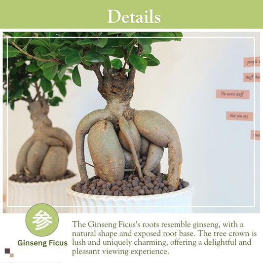 Ficus Ginseng Bonsai Tree – Elegant Indoor Decorative Plant with Twisted Trunk, Low-Maintenance & Easy Care, Symbolizing Longevity & Good Fortune,Ideal for Home, Office, and Gift(Pot Included)