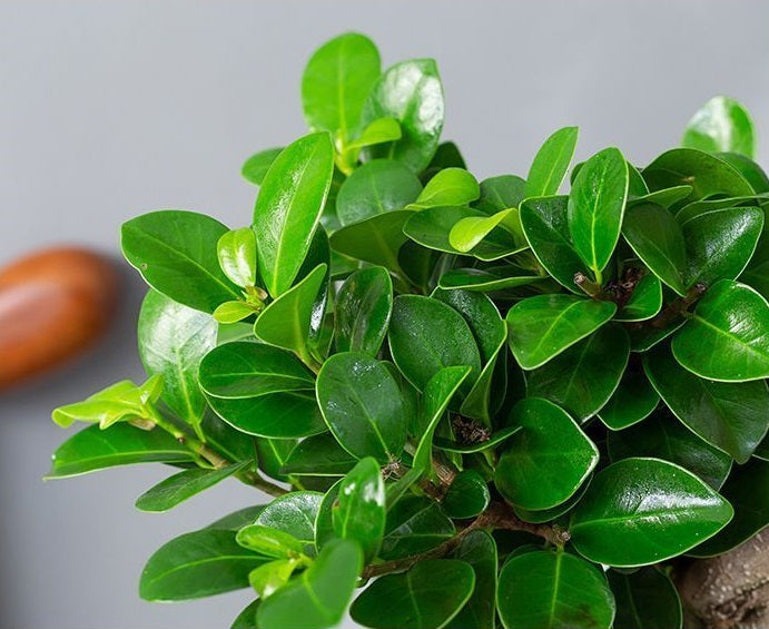 Ficus Ginseng Bonsai Tree – Elegant Indoor Decorative Plant with Twisted Trunk, Low-Maintenance & Easy Care, Symbolizing Longevity & Good Fortune,Ideal for Home, Office, and Gift(Pot Included)