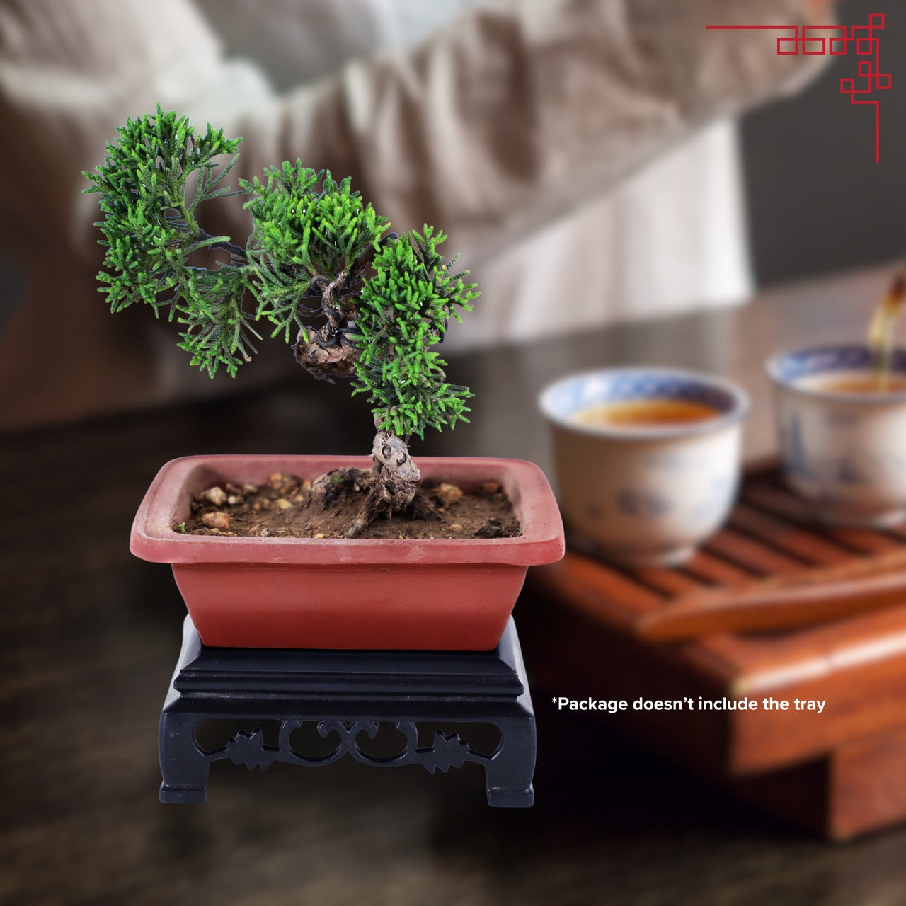 5-Yr Masterpiece Cypress Bonsai - Curved Zen-style trunk with Premium Sand Clay Pot,Easy Care, Live Indoor Plant,for Indoors,Home,Gardens Decoration
