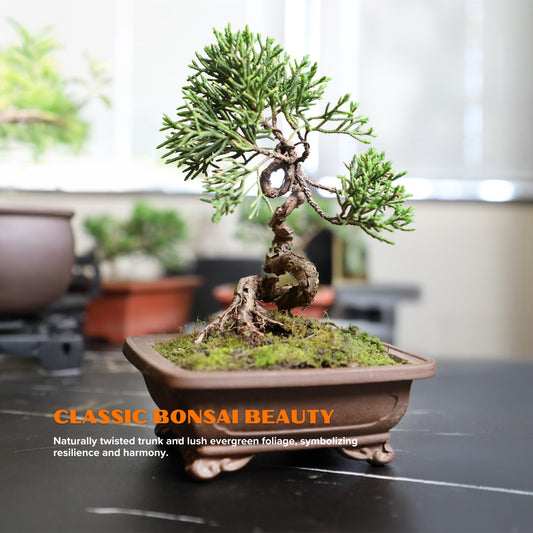 5-Yr Masterpiece Cypress Bonsai - Curved Zen-style trunk with Premium Sand Clay Pot,Easy Care, Live Indoor Plant,for Indoors,Home,Gardens Decoration