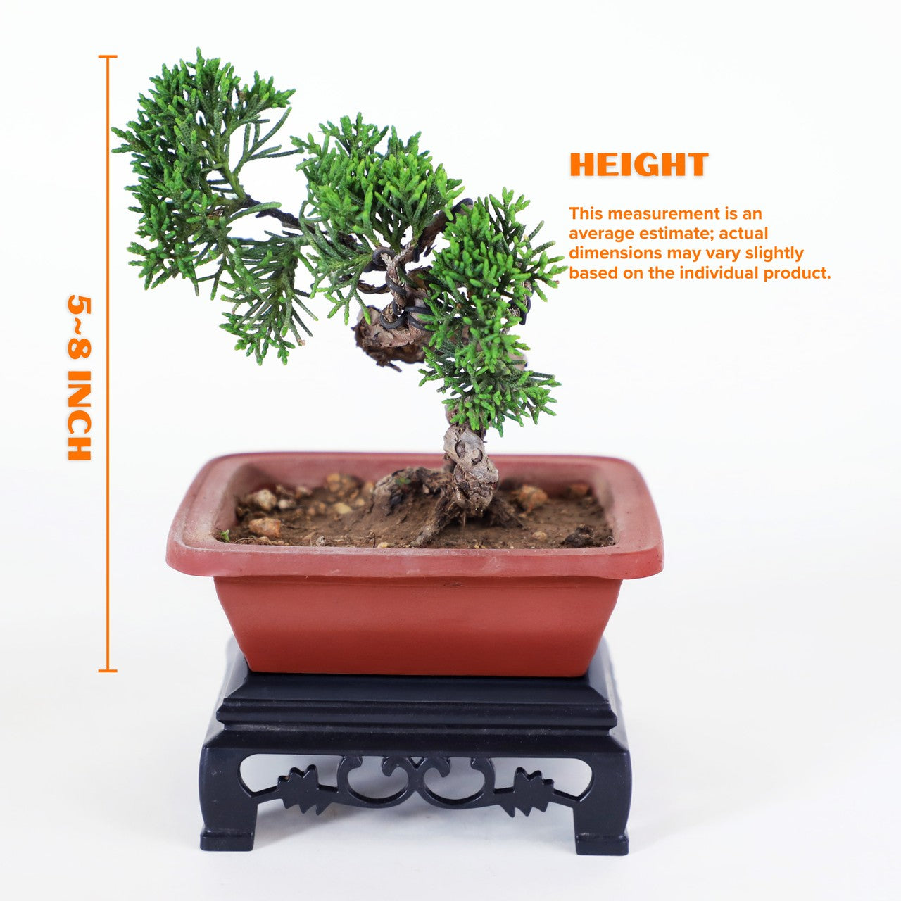 5-Yr Masterpiece Cypress Bonsai - Curved Zen-style trunk with Premium Sand Clay Pot,Easy Care, Live Indoor Plant,for Indoors,Home,Gardens Decoration