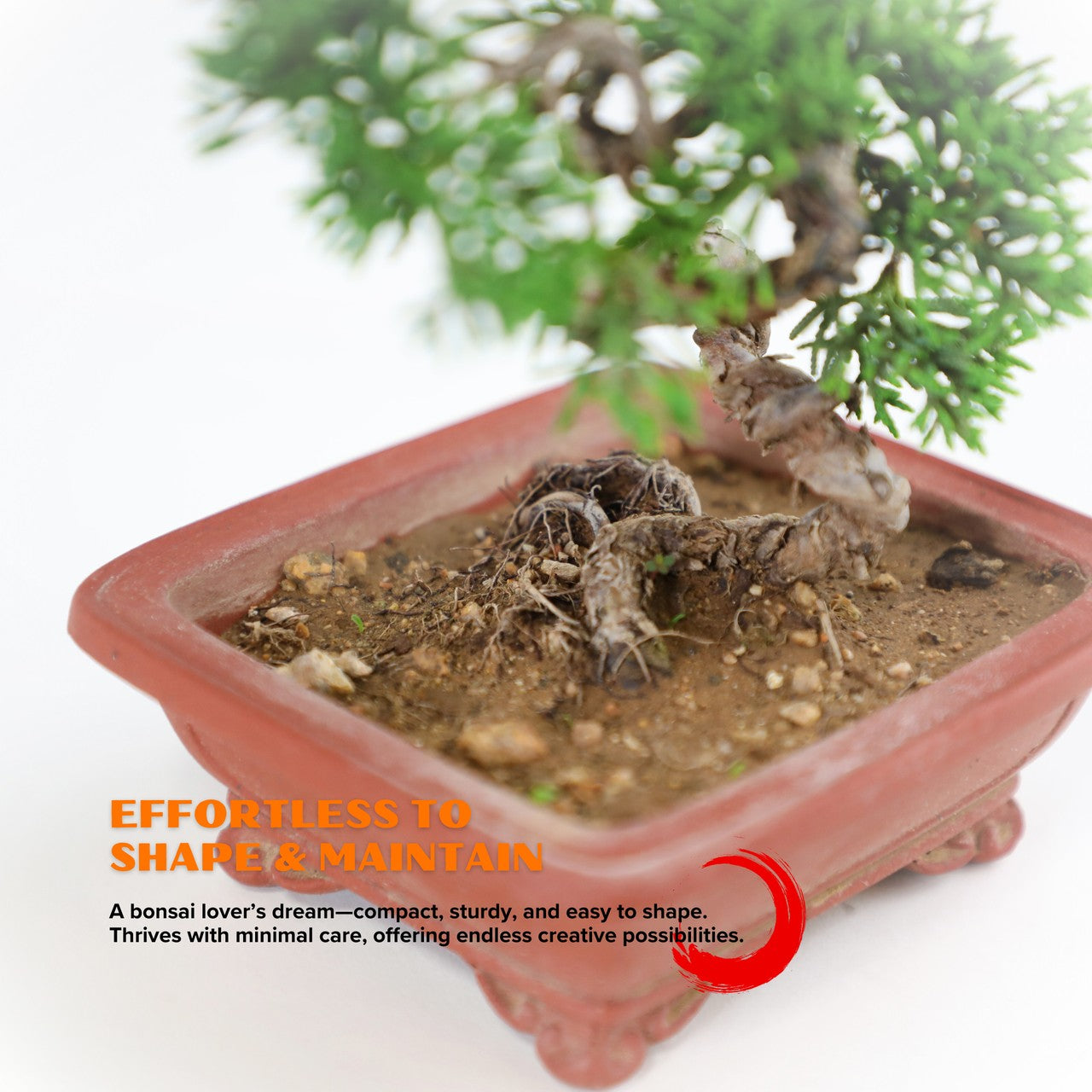 5-Yr Masterpiece Cypress Bonsai - Curved Zen-style trunk with Premium Sand Clay Pot,Easy Care, Live Indoor Plant,for Indoors,Home,Gardens Decoration