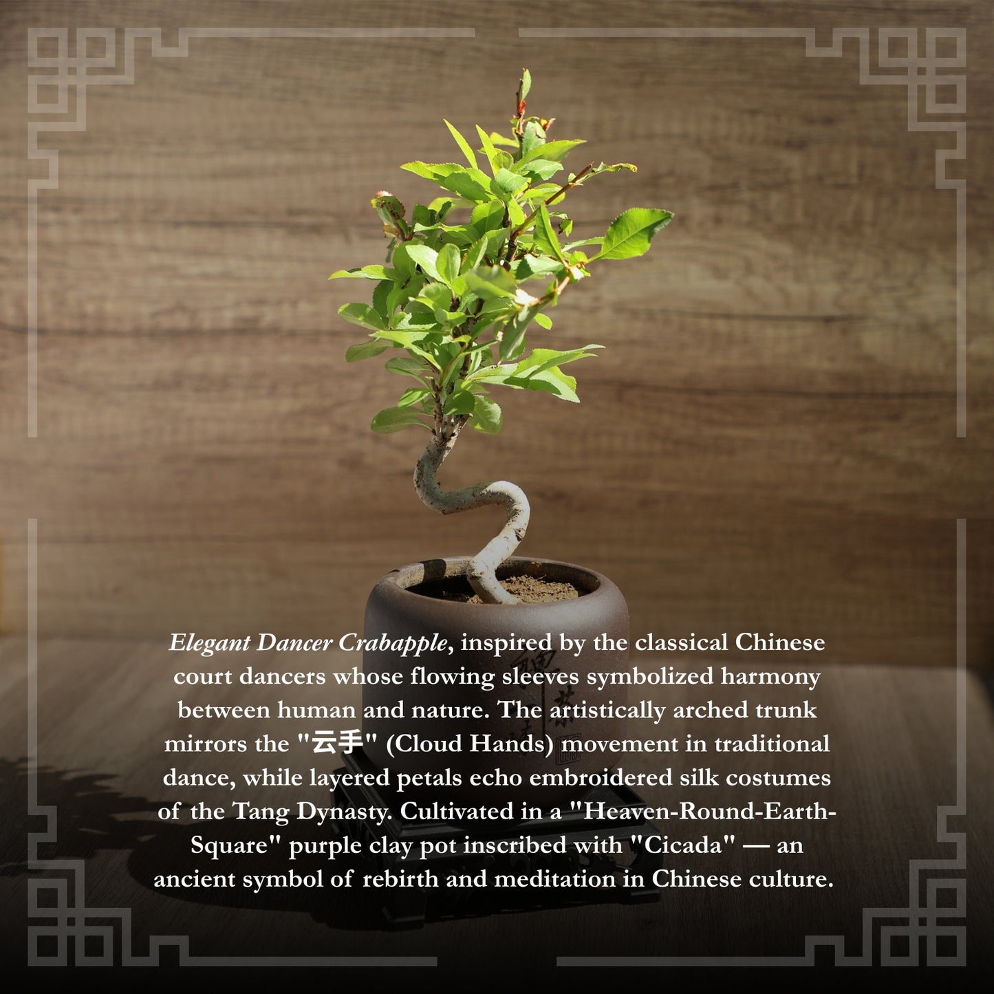 Dwarf Double-Flowered Malus Spectabilis Bonsai,8–12 Inch Live Indoor Plant,'Elegant Dancer',Easy Care,Sun-Loving,for Indoors,Home,Gardens Decoration