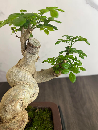Ash Bonsai Old Stump – 10-Year-Old Mini Bonsai with Thick Trunk, Seasonal Foliage Colors, Unique Shape, and Cultural Symbolism – Indoor Potted Plant for Home or Office