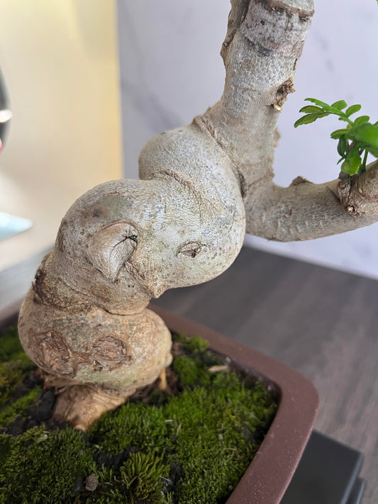 Ash Bonsai Old Stump – 10-Year-Old Mini Bonsai with Thick Trunk, Seasonal Foliage Colors, Unique Shape, and Cultural Symbolism – Indoor Potted Plant for Home or Office