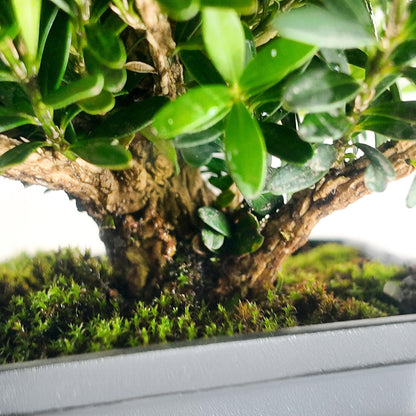 bonsai tree christmas gift Mini Christmas Tree Bonsai – Japanese Boxwood (Buxus microphylla); A H – Plantron
