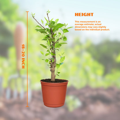 Dwarf Ruixue Apple Tree  (Pot Not Included)