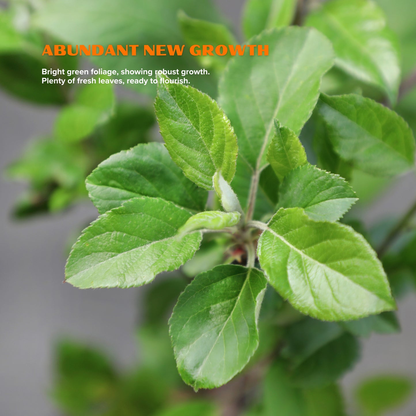 Dwarf Ruixue Apple Tree  (Pot Not Included)