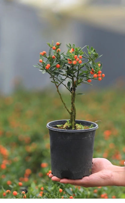 Fortune Bean Seedlings - Evergreen Shrub Bonsai, Golden Yellow Fruits, Long-Lasting Bloom & Fruit Period, Easy Care, Symbol of Wealth & Prosperity, Ideal for Home & Garden Decor (Pot Not Included)