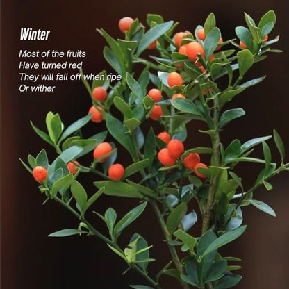 Fortune Bean Seedlings - Evergreen Shrub Bonsai, Golden Yellow Fruits, Long-Lasting Bloom & Fruit Period, Easy Care, Symbol of Wealth & Prosperity, Ideal for Home & Garden Decor (Pot Not Included)