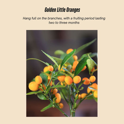 Fortune Bean Seedlings - Evergreen Shrub Bonsai, Golden Yellow Fruits, Long-Lasting Bloom & Fruit Period, Easy Care, Symbol of Wealth & Prosperity, Ideal for Home & Garden Decor (Pot Not Included)