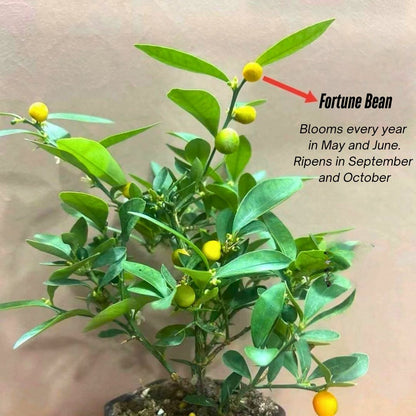 Fortune Bean Seedlings - Evergreen Shrub Bonsai, Golden Yellow Fruits, Long-Lasting Bloom & Fruit Period, Easy Care, Symbol of Wealth & Prosperity, Ideal for Home & Garden Decor (Pot Not Included)