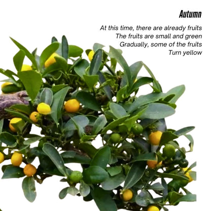 Fortune Bean Seedlings - Evergreen Shrub Bonsai, Golden Yellow Fruits, Long-Lasting Bloom & Fruit Period, Easy Care, Symbol of Wealth & Prosperity, Ideal for Home & Garden Decor (Pot Not Included)