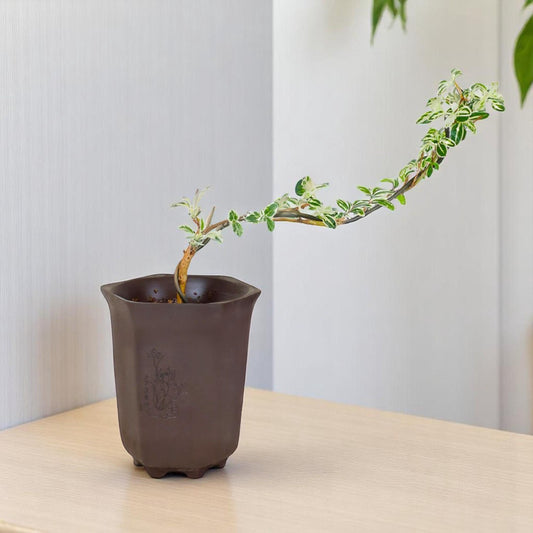 Live Variegated Serissa Bonsai Tree – “Snow in June” Golden-Edged Leaves, Indoor/Outdoor Miniature Plant with Pot, Flowering Snow Rose for Home or Office Decor
