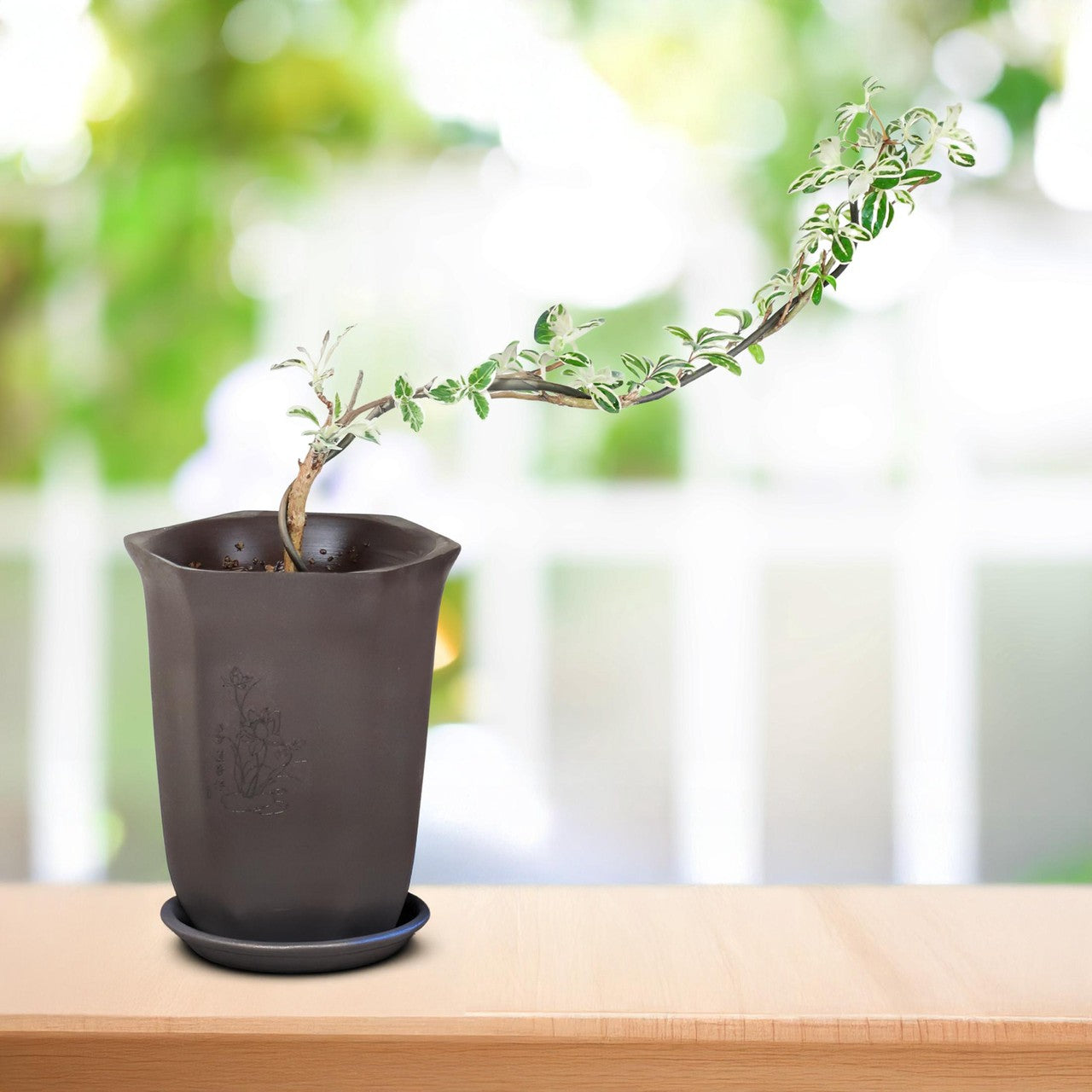 Live Variegated Serissa Bonsai Tree – “Snow in June” Golden-Edged Leaves, Indoor/Outdoor Miniature Plant with Pot, Flowering Snow Rose for Home or Office Decor