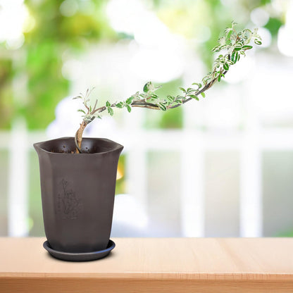 Live Variegated Serissa Bonsai Tree – “Snow in June” Golden-Edged Leaves, Indoor/Outdoor Miniature Plant with Pot, Flowering Snow Rose for Home or Office Decor