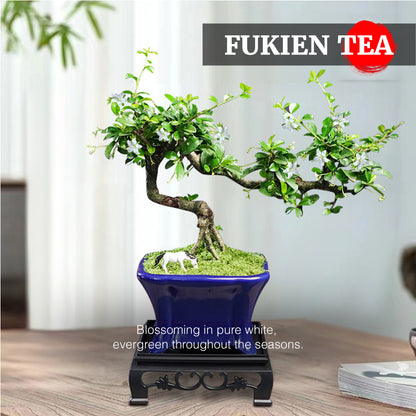 Fukien Tea Bonsai Tree - Elegant Indoor Bonsai Plant with Ceramic Pot, Low Maintenance, Symbol of Health & Longevity, Ideal for Home & Office Decor, 8-12 inches(Pot Included)