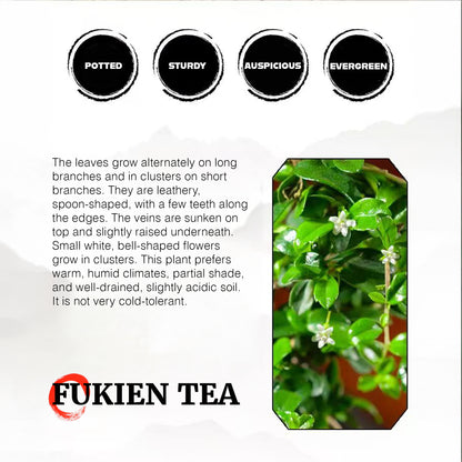 Fukien Tea Bonsai Tree - Elegant Indoor Bonsai Plant with Ceramic Pot, Low Maintenance, Symbol of Health & Longevity, Ideal for Home & Office Decor, 8-12 inches(Pot Included)