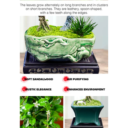 Fukien Tea Bonsai Tree - Elegant Indoor Bonsai Plant with Ceramic Pot, Low Maintenance, Symbol of Health & Longevity, Ideal for Home & Office Decor, 8-12 inches(Pot Included)