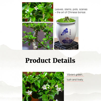 Fukien Tea Bonsai Tree - Elegant Indoor Bonsai Plant with Ceramic Pot, Low Maintenance, Symbol of Health & Longevity, Ideal for Home & Office Decor, 8-12 inches(Pot Included)