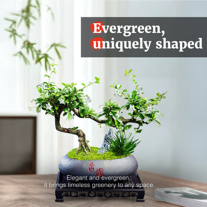 Fukien Tea Bonsai Tree - Elegant Indoor Bonsai Plant with Ceramic Pot, Low Maintenance, Symbol of Health & Longevity, Ideal for Home & Office Decor, 8-12 inches(Pot Included)