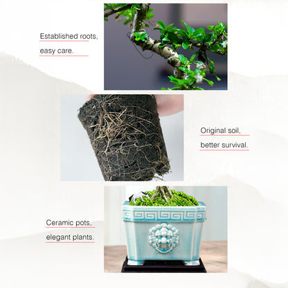 Fukien Tea Bonsai Tree - Elegant Indoor Bonsai Plant with Ceramic Pot, Low Maintenance, Symbol of Health & Longevity, Ideal for Home & Office Decor, 8-12 inches(Pot Included)