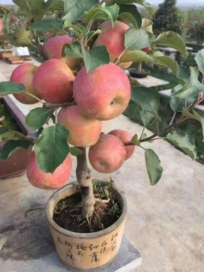 Dwarf Ruixue Apple Tree  (Pot Not Included)