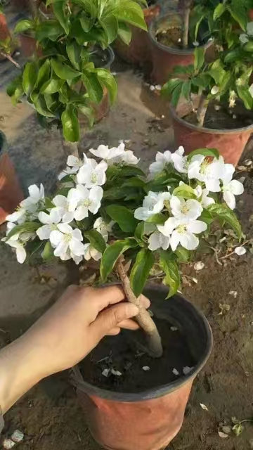 Dwarf Ruixue Apple Tree  (Pot Not Included)