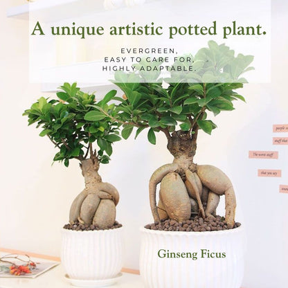 Ficus Ginseng Bonsai Tree – Elegant Indoor Decorative Plant with Twisted Trunk, Low-Maintenance & Easy Care, Symbolizing Longevity & Good Fortune,Ideal for Home, Office, and Gift(Pot Included)