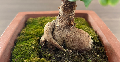 Ficus Ginseng Bonsai Tree – Elegant Indoor Decorative Plant with Twisted Trunk, Low-Maintenance & Easy Care, Symbolizing Longevity & Good Fortune,Ideal for Home, Office, and Gift(Pot Included)