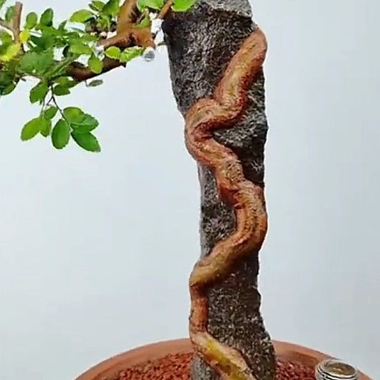 Elm Bonsai with Rock Formation - Unique Natural Rock Design, Hardy and Resilient, Symbol of Longevity & Good Fortune, Easy to Care for Indoor/Outdoor Decoration for Home, Office, Tea Room,10-15 inches Tall (Pot Not Included)