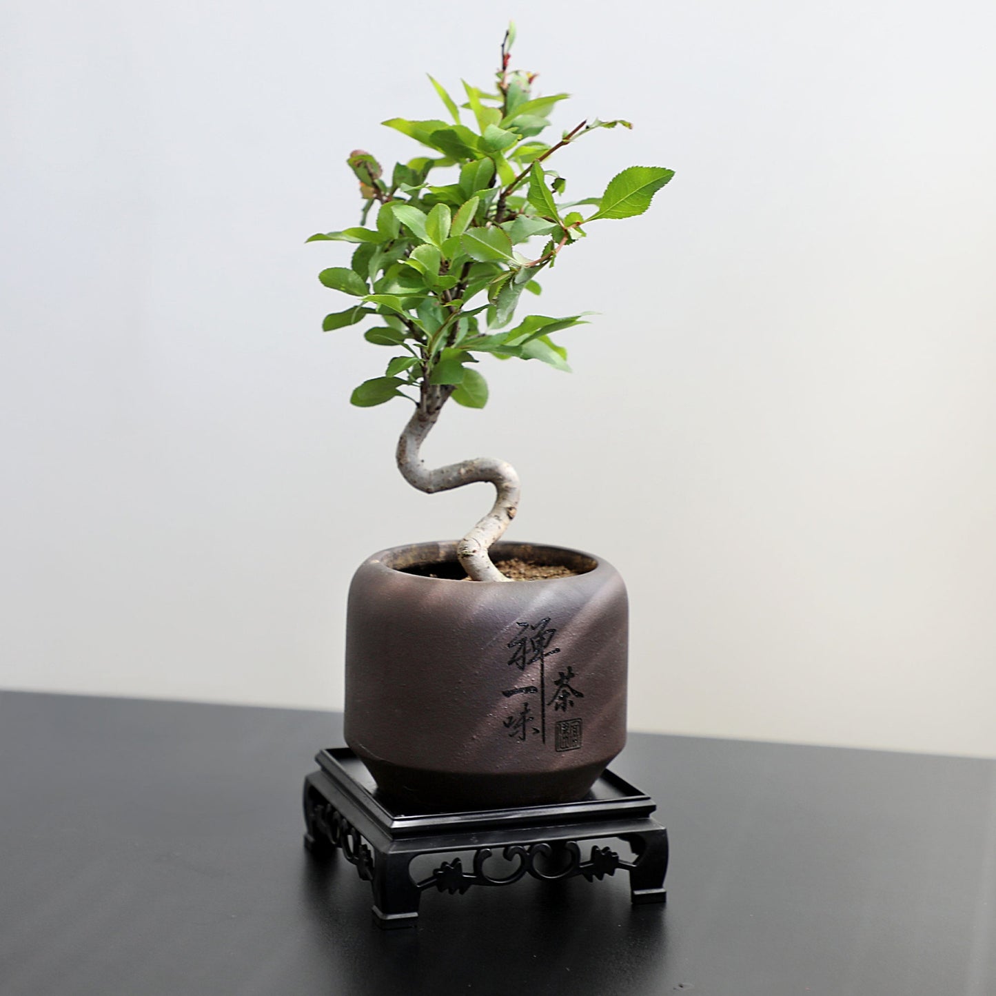 Dwarf Double-Flowered Malus Spectabilis Bonsai,8–12 Inch Live Indoor Plant,'Elegant Dancer',Easy Care,Sun-Loving,for Indoors,Home,Gardens Decoration
