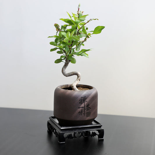 Dwarf Double-Flowered Malus Spectabilis Bonsai,8–12 Inch Live Indoor Plant,'Elegant Dancer',Easy Care,Sun-Loving,for Indoors,Home,Gardens Decoration